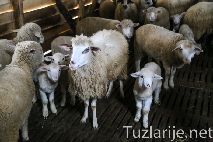 Mujo iz Srebrenice je uspješan stočar: Moje stado sam branio i od vukova 1 mujo ovce 2
