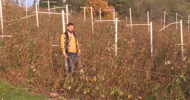 SREBRENA MALINA OŽIVILA SUĆESKU KRAJ SREBRENICE 1 srebrena malina hayat
