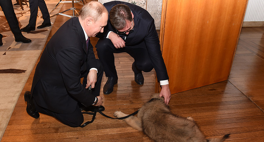 SRĐAN PUHALO U SVOM STILU KOMENTARISAO VUČIĆEV POKLON PUTINU: Evo zašto je šarplanincu Vučić dao ima - PAŠA! 1 pas Pasa Putin Vucic Beograd1 Foto Predsjednistvo Srbije